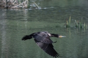 Corb marí (Phalacrocorax carbo)