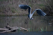 Bernat pescaire (Ardea Cinerea)