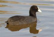 Fotja (Fulica atra)