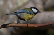 Mallerenga carbonera (Parus major)