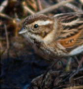 Femella de Repicatalons (Emberiza schoeniclus)