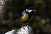 Mallerenga carbonera (Parus major)