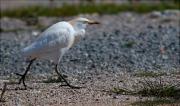 Esplugabous (Bubulcus ibis)