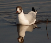 Gavina vulgar (Larus ridibundus)