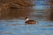 Xibec (Netta rufina). Femella