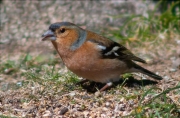 Mascle de Pinsà comú (Fringilla coelebs)