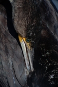 Corb marí (Phalacrocorax carbo)