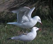 Còpula de Gavina corsa (Larus audouinii) i Sortida de DigitalNatura als Aiguamolls de l'Empordà