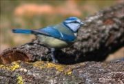 Mallerenga blava (Parus caeruleus)