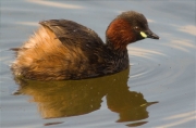 Cabusset (Tachybaptus ruficollis)