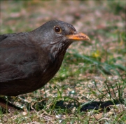 Femella de Merla (Turdus merula)