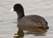 Fotja (Fulica atra)