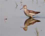 Valona (Tringa glareola)