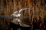 Martinet blanc (Egretta garzetta)