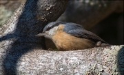 Pica-soques blau (Sitta europaea)