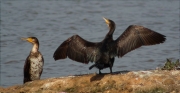 Corb marí gros (Phalacrocorax carbo)