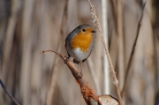 Pit roig (Erithacus rubecola)