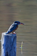 Blauet.Alcedo atthis. 1