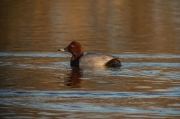 Morell de cap-roig (Aythya ferina)