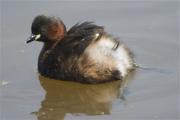 Cabusset (Tachybaptus ruficollis)