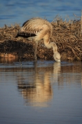 Flamenc. Phoenicopterus ruber