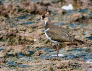 Fredeluga (Vanellus vanellus)