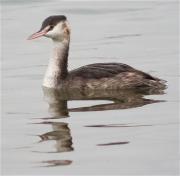 Jove de Cabussó emplomallat (Podiceps cristatus)