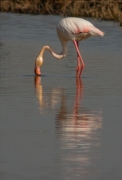 Flamenc (Phoenicopterus ruber)