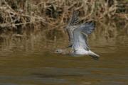 Zarapito real  (Numenius arquata)