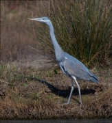 Bernat pescaire (Ardea cinerea)