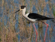 Cames Llargues (Himantopus himantopus)