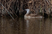 Femella de Xibec (Netta rufina)