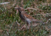 Repicatalons (Emberiza schoeniclus)