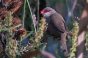 Bec de corall senegalès ( Estrilda astrild )