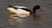 Femella d'Ànec blanc (Tadorna tadorna)