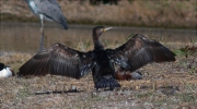 Corb marí gros (Phalacrocorax carbo)