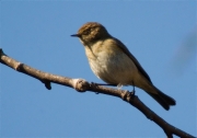 Mosquiter comú (Phylloscopus collybita)