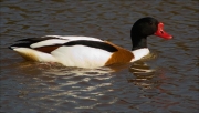 Mascle d'Ànec blanc (Tadorna tadorna)