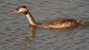 Cabussó emplomallat (Podiceps cristatus)