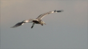 Bernat pescaire (Ardea cinerea)