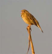 Cruixidell (Emberiza calandra)