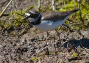 Corriol petit (Charadrius dubius)