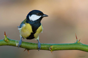 Carbonero común (parus major)