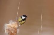 Mallarenga carbonera (Parus major)