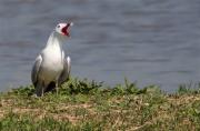 Gavina corsa (Larus audouinii)