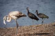 Capó reial (Plaegadis falcinellus) i Flamenc. Phoenicopterus ruber