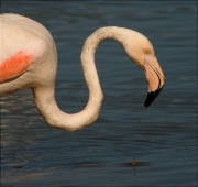 Flamenc (Phoenicopterus ruber)