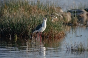 Cames llargues (Himantopus himantopus)