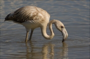 Jove de Flamenc (Phoenicopterus ruber)