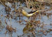 Cuereta torrentera (Motacilla cinerea)